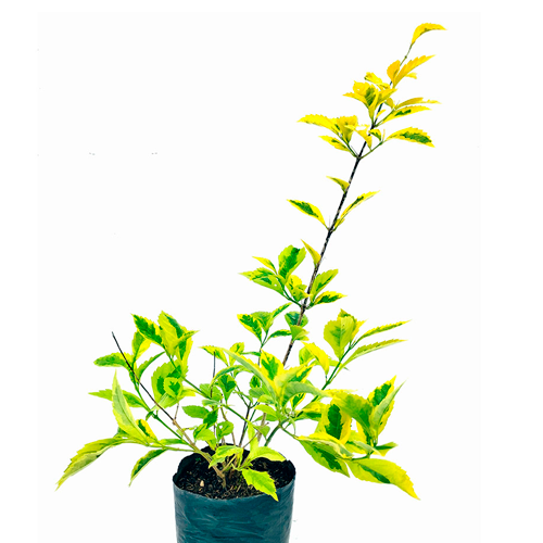 DURANTA ESFERICA CON TALLO ALTO H175 CM APROX. / BOL