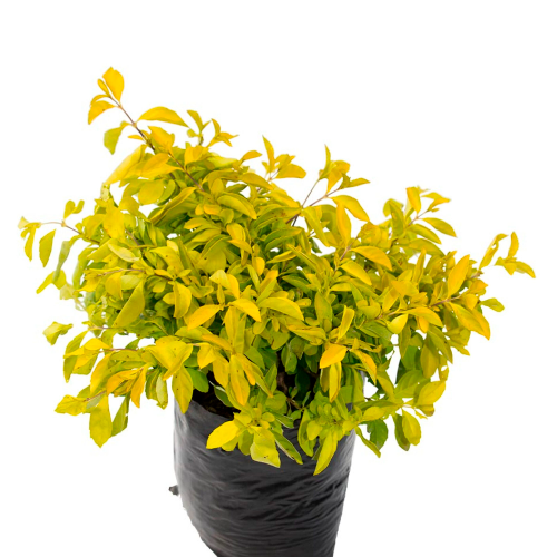 DURANTA ESFERICA H50 CM APROX. / BOL