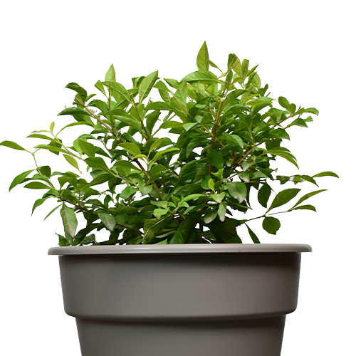 DURANTA ESFERICA HOJA CHICA H35 CM APROX. / BOL