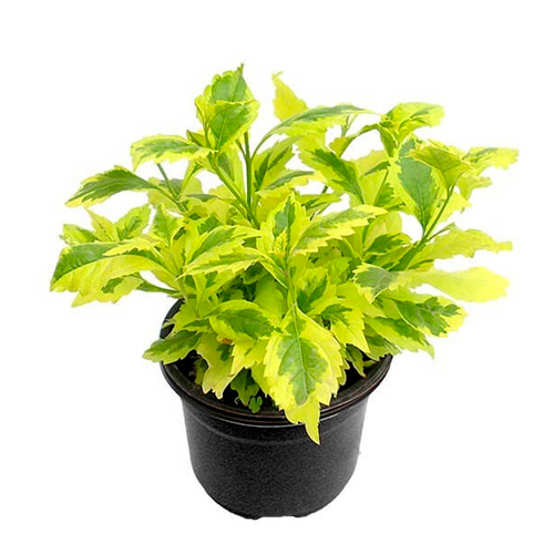 DURANTA HOJA GRANDE H50 CM APROX. / BOL