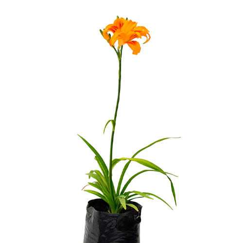 ENMEROCALIS H50 CM APROX. / BOL