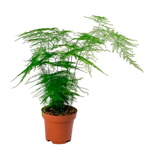 ESPARRAGO SIMPLE H25 CM APROX / BOL