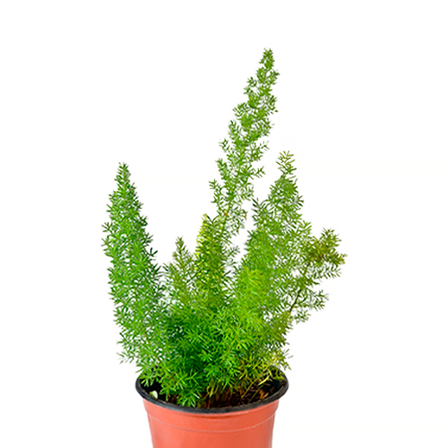 ESPARRAGO VELA H15 CM APROX. / BOL