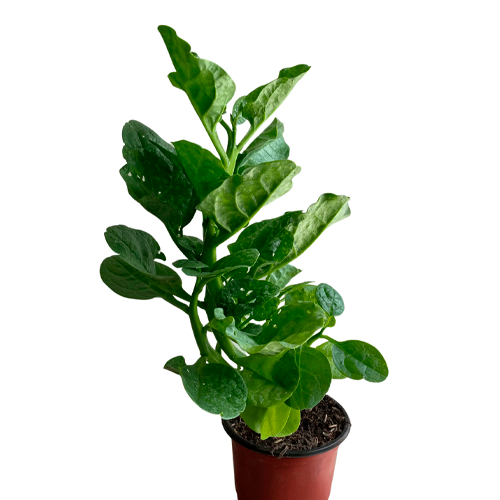 ESPINACA H25 CM APROX. / BOL