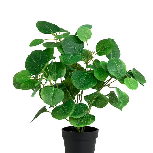 EUCALIPTO H25 CM APROX. / BOL