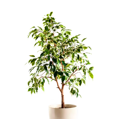 FICUS BLANCO H75 CM APROX. / BOL #1