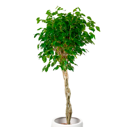 FICUS ESFERICO VERDE H150 CM APROX. / BOL