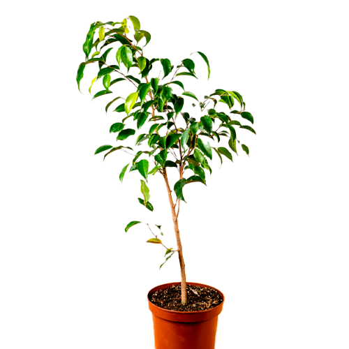 FICUS BLANCO/VERDE H125 CM APROX. / BOL