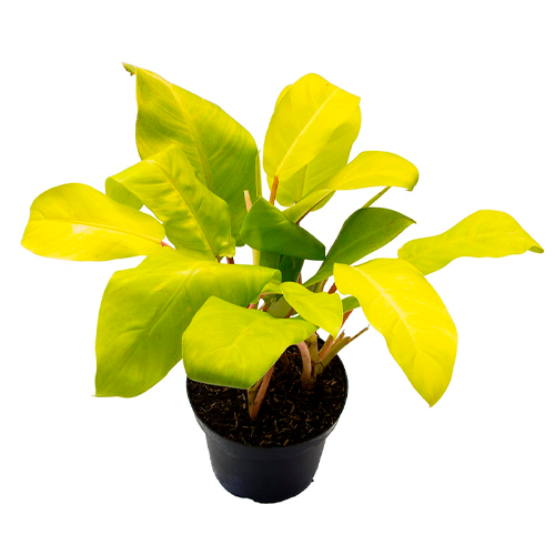 FILODENDRO AMARILLO H25 CM APROX. / M - BOL