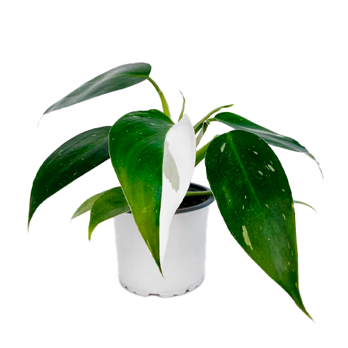 FILODENDRO BLANCO H25 CM APROX. / BOL