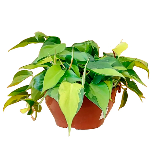 FILODENDRO H50 CM APROX. / BOL #1