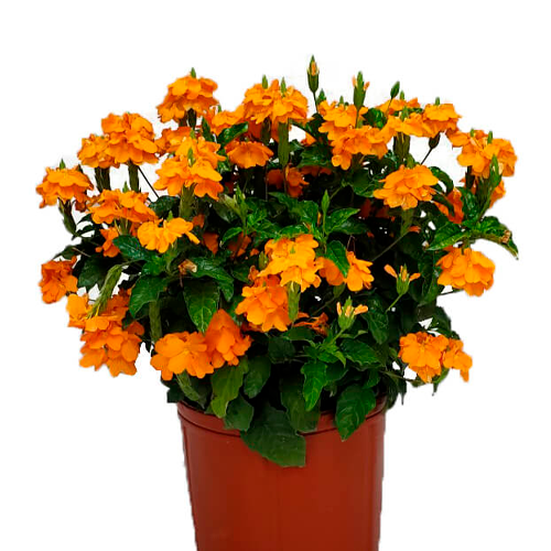 FLOR DE MERMELADA H25 CM APROX. / BOL