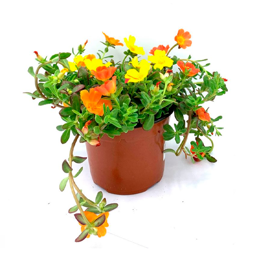 FLOR DE SEDA H25 CM APROX. / BOL