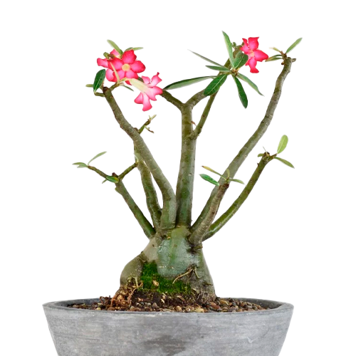 FLOR DEL DESIERTO H50 CM APROX. / M - PLA