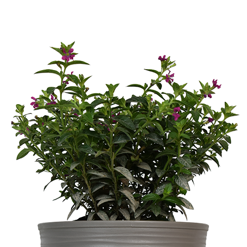 FLORIDA H25 CM APROX. / BOL