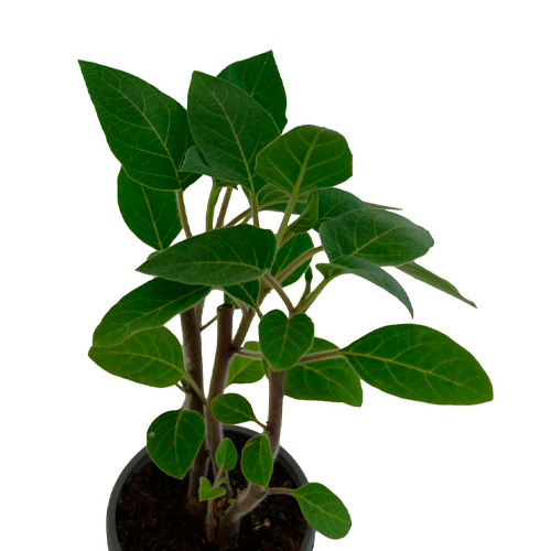 FLORIPONDIO H50 CM APROX / BOL