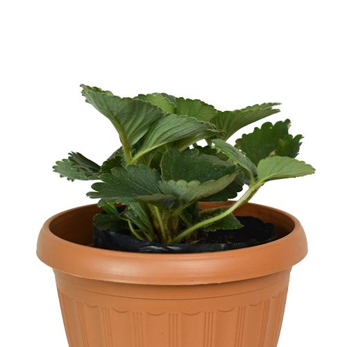 FRESA H25 CM APROX. / M - PLA