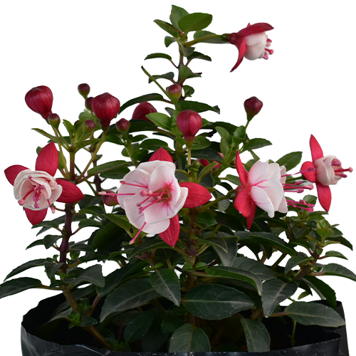FUCSIA ENANA H25 CM APROX. / BOL