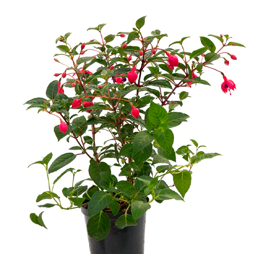 FUCSIA H100 CM APROX. / BOL