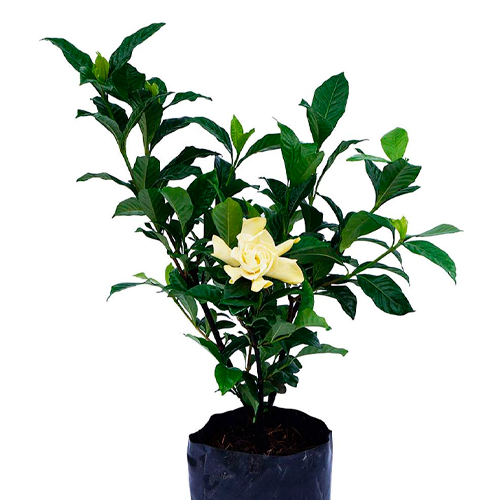 GARDENIA H75 CM APROX. / BOL