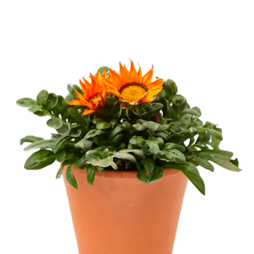 GAZANIA H25 CM APROX. / BOL