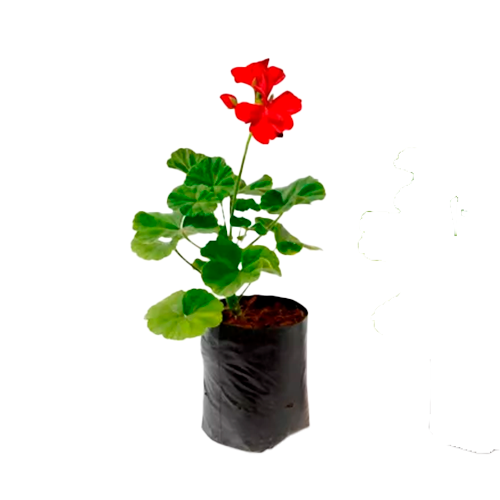 GERANEO COLOMBIANO H25 CM APROX. / BOL