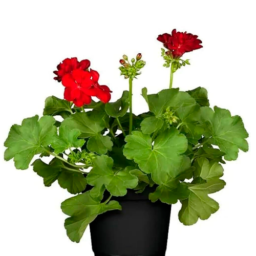 GERANEO COLOMBIANO PROMO PRIMAVERA / BOL,