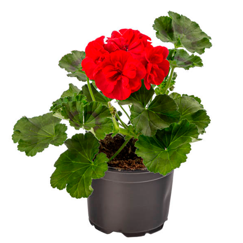 GERANEO ELEGANTE ENANO H50 CM APROX. / BOL