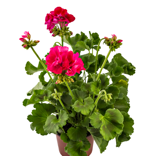 GERANEO ELEGANTE H25 CM APROX. / BOL