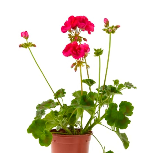 GERANEO HIEDRA H25 CM APROX. / BOL #1