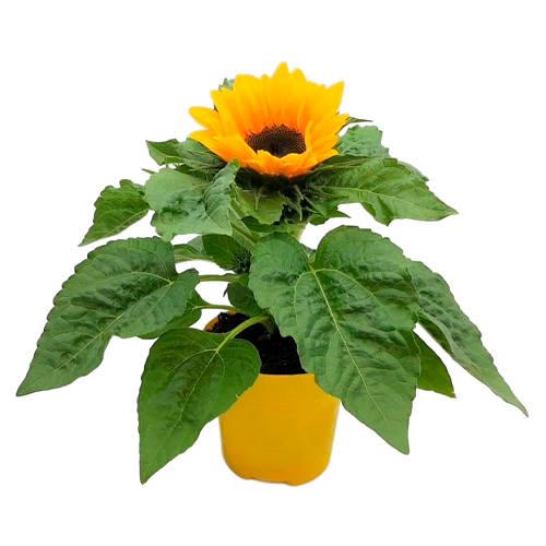 GIRASOL H25 CM APROX. / BOL