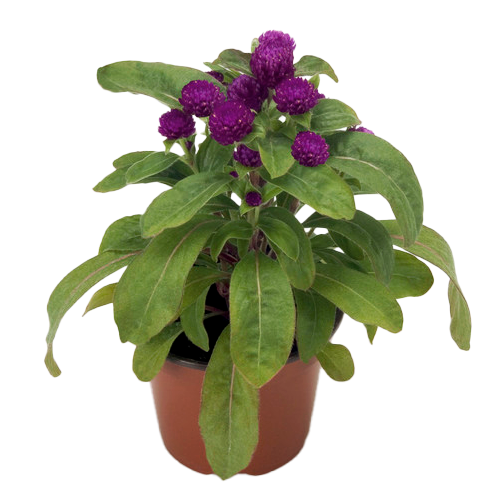 GOMPHRENA H25 CM APROX / BOL