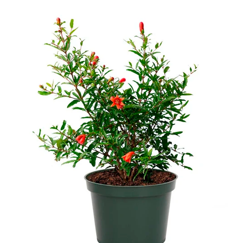 GRANADA H100 CM APROX. / BOL