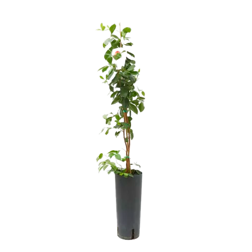 GUAYABA BLANCA H100 CM APROX. / BOL