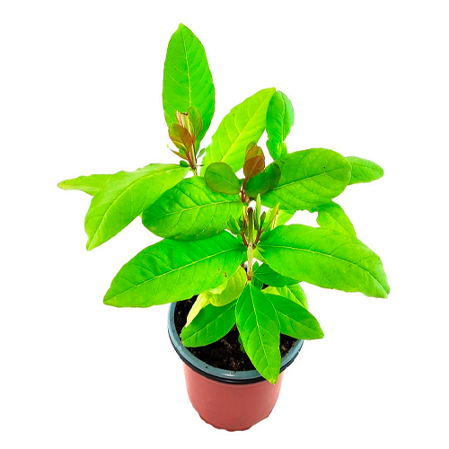 GUAYABA ROJA H100 CM APROX. / BOL