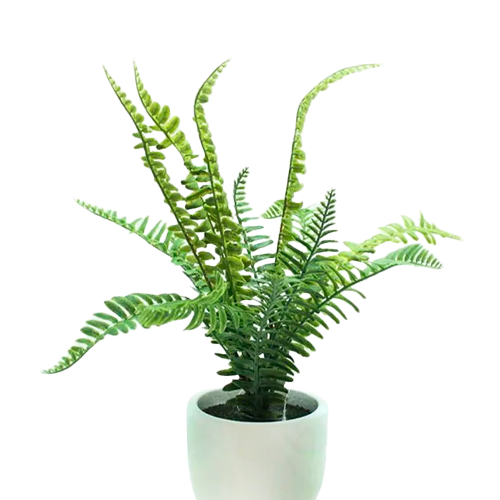 HELECHO CREMOLA H25 CM APROX. / M - PLA