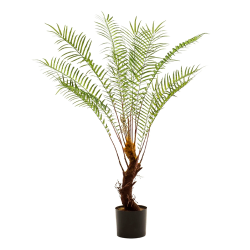 HELECHO PALMERA H25 CM APROX. / M - PLA