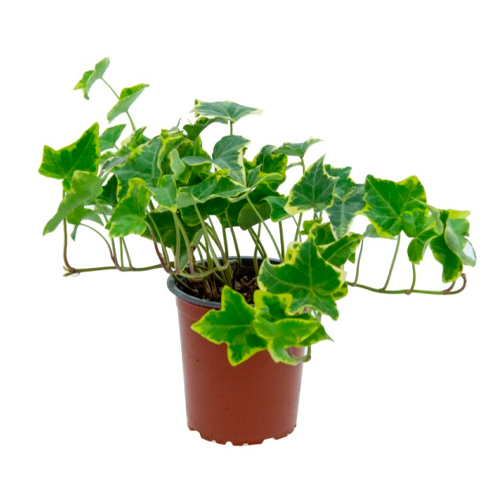 HIEDRA VERDE H15 CM APROX. / BOL