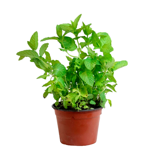 HIERBA BUENA AQP H25 CM APROX. / BOL