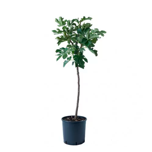 HIGO NEGRO H100 CM APROX. / BOL