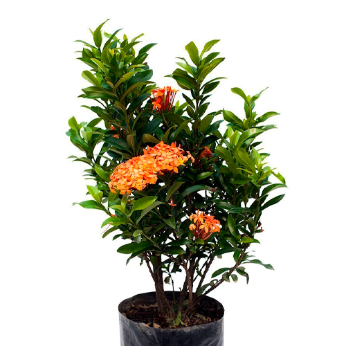 IXORA H100 CM APROX. / BOL