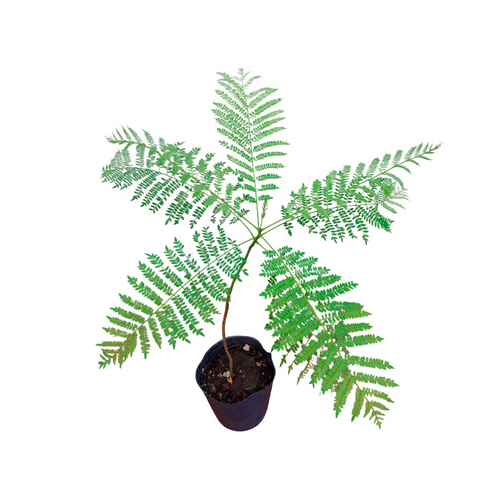 JACARANDA H100 CM APROX. / BOL