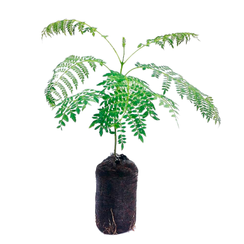 JACARANDA H25 CM APROX. / BOL