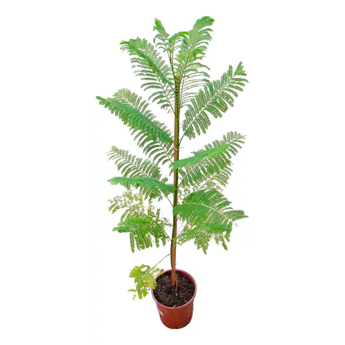 JACARANDA H300 CM APROX. / BOL