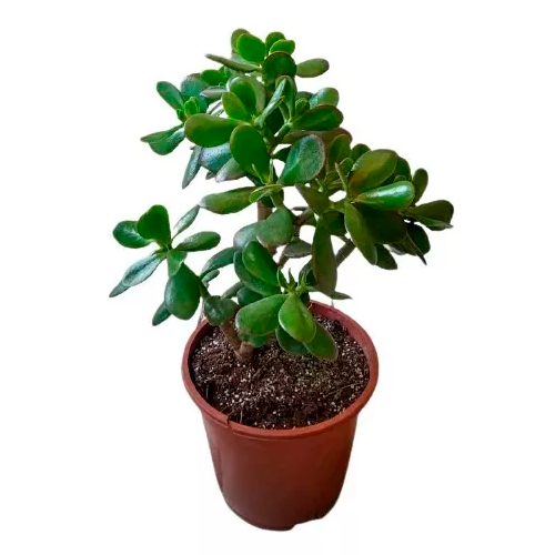 JADE H25 CM APROX. / BOL