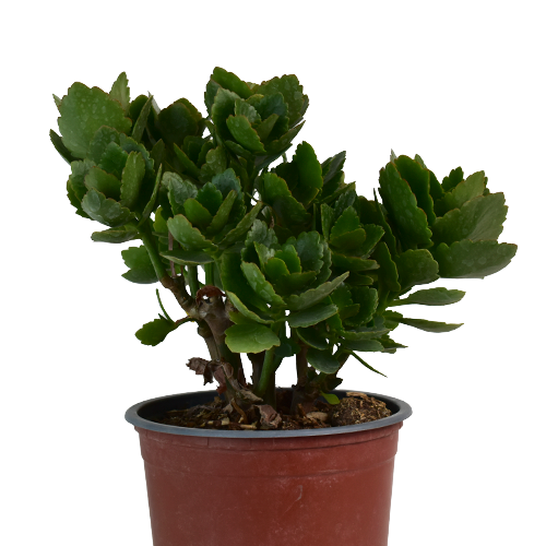 KALANCHOE H50 CM APROX. / BOL