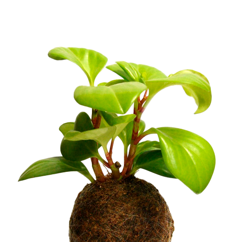 KOKEDAMA H50 CM APROX / GEN
