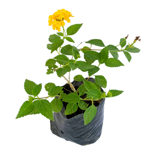 LANTANA AMARILLA H25 CM APROX. / BOL