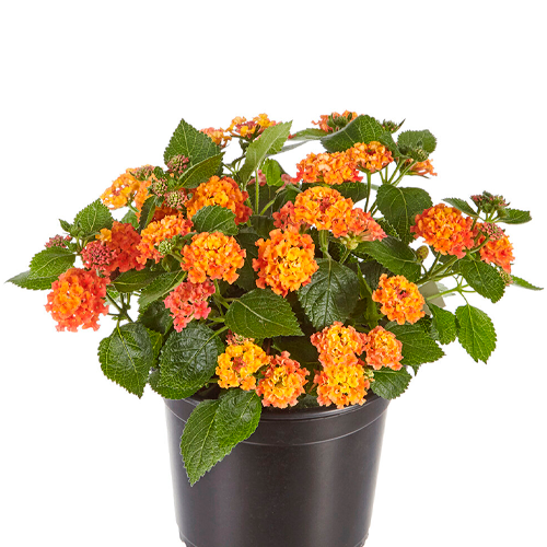 LANTANA ESFERICA H50 CM APROX. / BOL