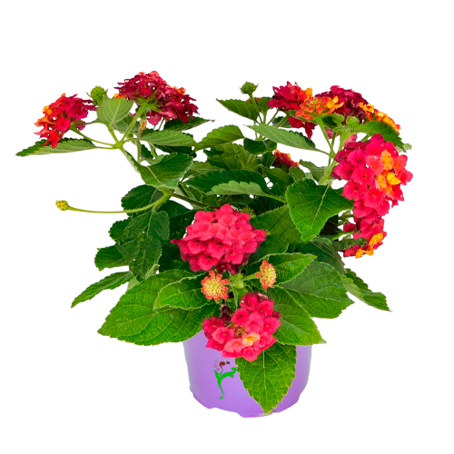 LANTANA ROJA H25 CM APROX. / BOL